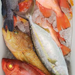 第二龍勢丸 釣果