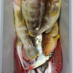 海皇丸 釣果