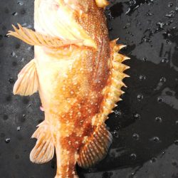 第二龍勢丸 釣果