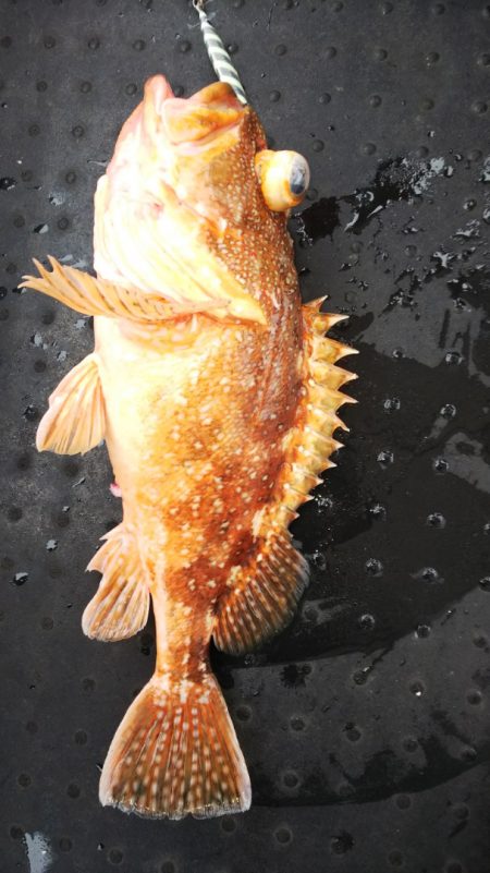 第二龍勢丸 釣果