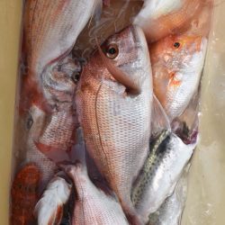 渡船屋たにぐち 釣果