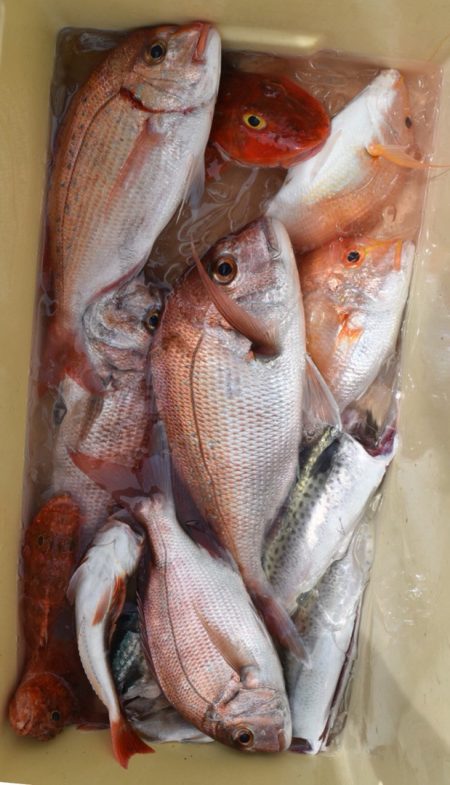 渡船屋たにぐち 釣果