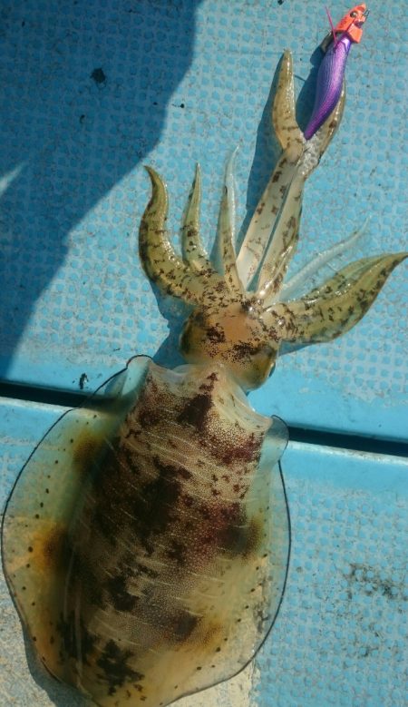 シースナイパー海龍 釣果