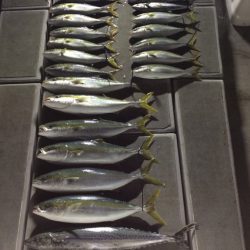 SeaRide(シーライド) 釣果