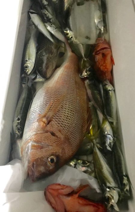 龍神丸（鹿児島） 釣果