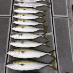 SeaRide(シーライド) 釣果