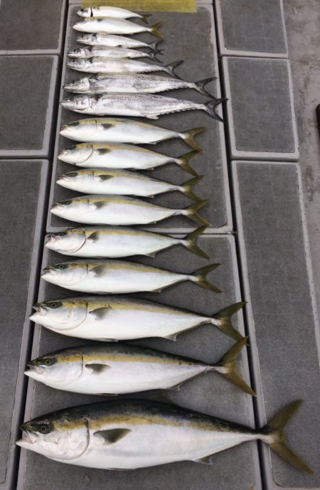 SeaRide(シーライド) 釣果