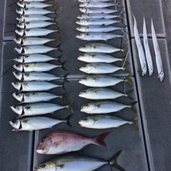 SeaRide(シーライド) 釣果