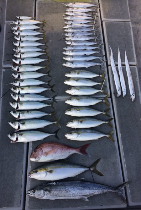 SeaRide(シーライド) 釣果