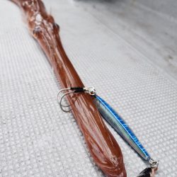 渡船屋たにぐち 釣果