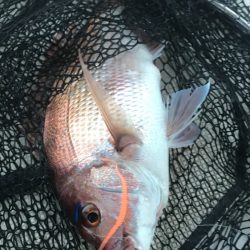 龍神丸（鹿児島） 釣果