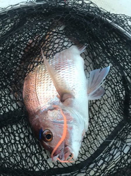 龍神丸（鹿児島） 釣果