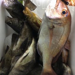 豊和丸 釣果