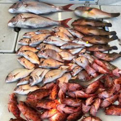 末広丸(熊本) 釣果