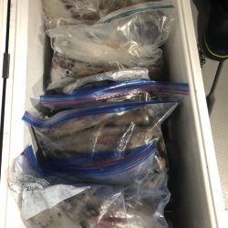 遊漁船メテオ 釣果