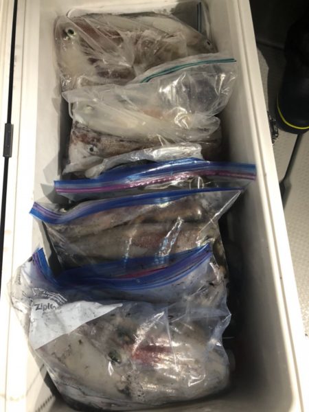 遊漁船メテオ 釣果