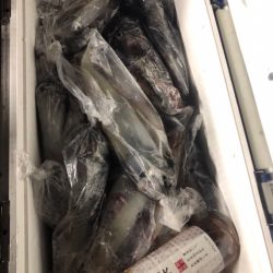 遊漁船メテオ 釣果