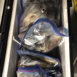 遊漁船メテオ 釣果