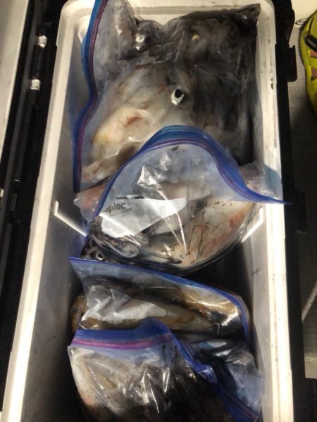 遊漁船メテオ 釣果