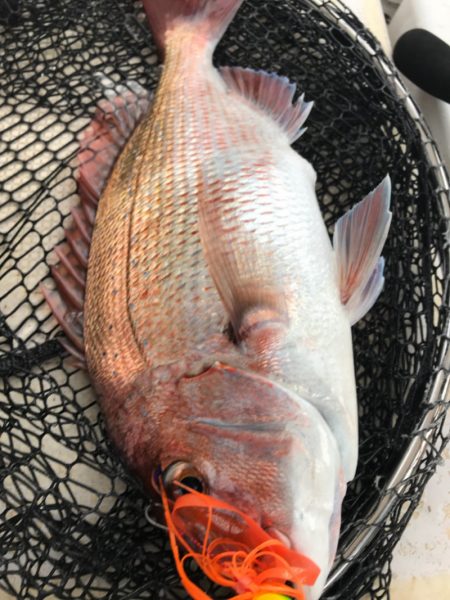 龍神丸（鹿児島） 釣果