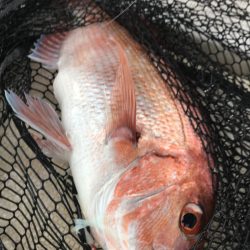 龍神丸（鹿児島） 釣果