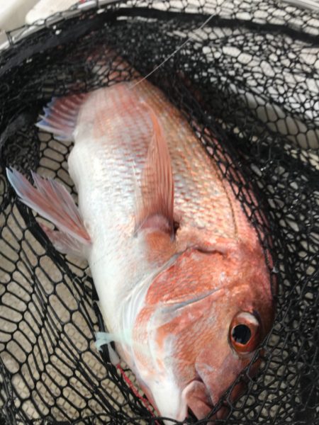 龍神丸（鹿児島） 釣果