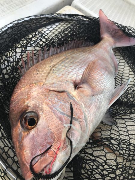 龍神丸（鹿児島） 釣果