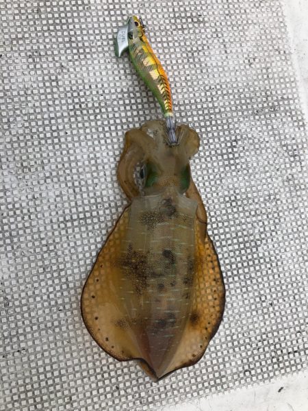 あみや渡船 JIGBOY 釣果