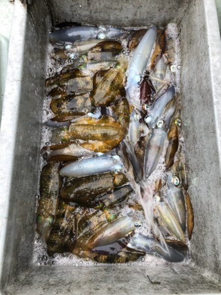 あみや渡船 JIGBOY 釣果