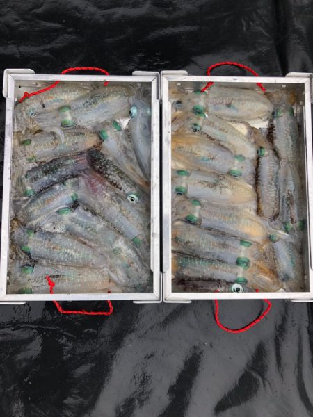 あみや渡船 JIGBOY 釣果