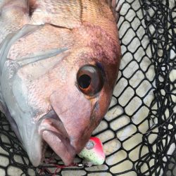 龍神丸(鹿児島) 釣果