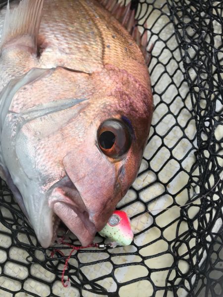 龍神丸（鹿児島） 釣果