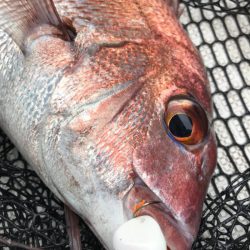 龍神丸(鹿児島) 釣果