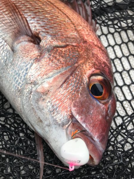 龍神丸(鹿児島) 釣果
