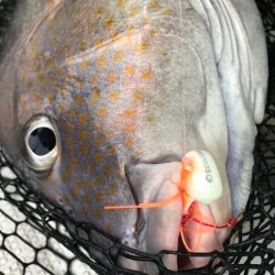 龍神丸(鹿児島) 釣果