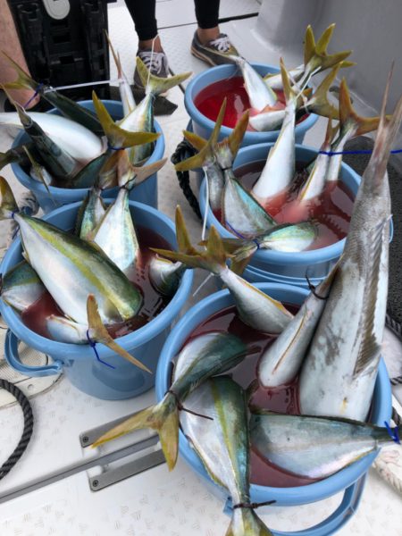 ビッグファイター 釣果