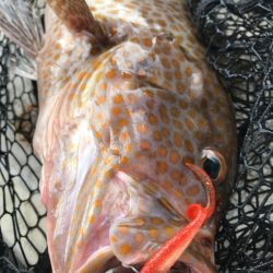 龍神丸(鹿児島) 釣果