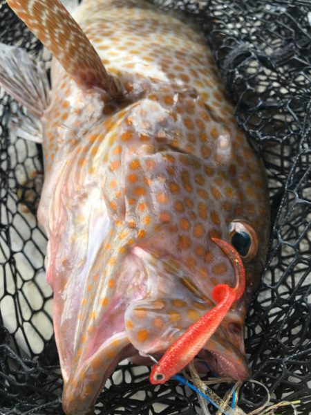 龍神丸(鹿児島) 釣果