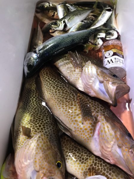 龍神丸(鹿児島) 釣果