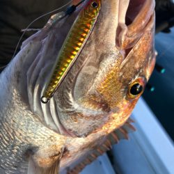 龍神丸(鹿児島) 釣果