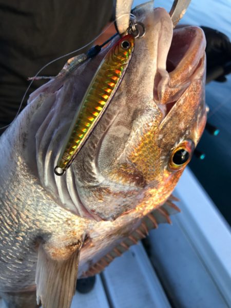 龍神丸(鹿児島) 釣果