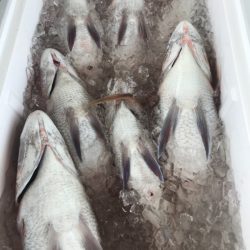 龍神丸(鹿児島) 釣果