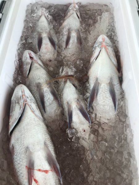 龍神丸(鹿児島) 釣果