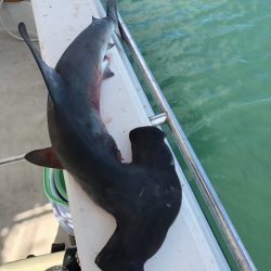 末広丸(熊本) 釣果