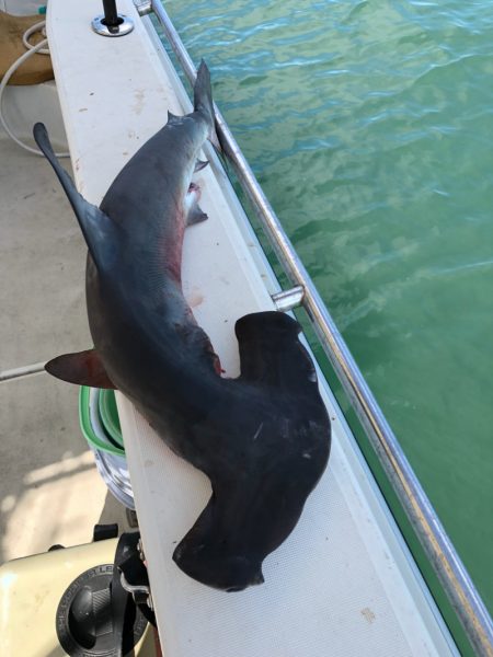 末広丸(熊本) 釣果