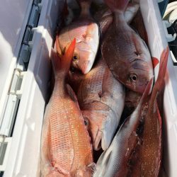 第二八坂丸 釣果