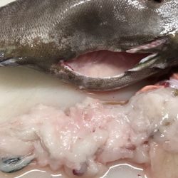 アマテラス 釣果