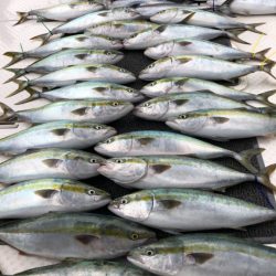 ビッグファイター 釣果