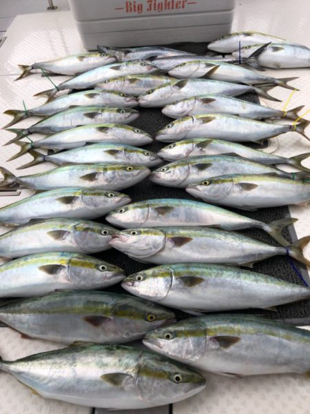 ビッグファイター 釣果