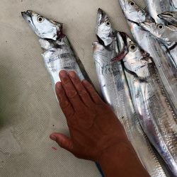 末広丸(熊本) 釣果